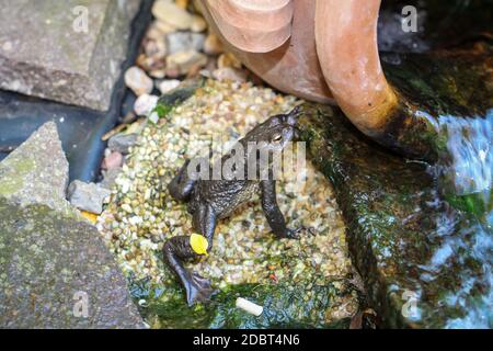 Un burro bufo comune al bordo di un laghetto. Foto Stock