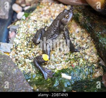 Un burro bufo comune al bordo di un laghetto. Foto Stock