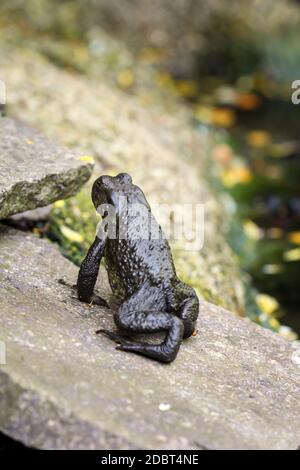 Un burro bufo comune al bordo di un laghetto. Foto Stock