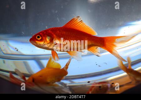 Un pesce d'oro in un grande bicchiere cognac Foto Stock