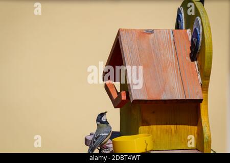 La mia scatola di annidamento auto-fatta che ora è usata dai titmice. Foto Stock