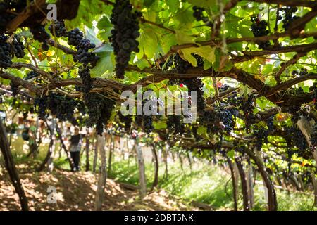 Grappoli di uve Tinta Negra Mole su pergola trellendo l'Estreito de Camara de Lobos su Madeira. Portogallo Foto Stock