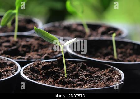 Germogli di piantina di paprika giovani nelle pentole. Concetto di giardinaggio. Foto Stock