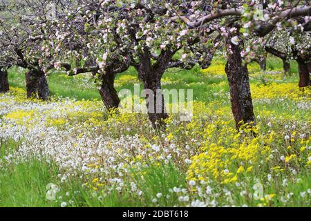 Apple albero fiorisce su sfondo natura, fiori di primavera, sfondo primavera . Foto Stock