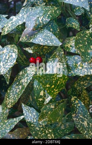 Impianto variegato di polvere d'oro (Aucuba japonica variegata). Chiamato aucuba giapponese variegata e anche alloro giapponese variegato. Foto Stock