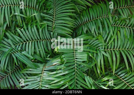 Coontie (Zamia pumila). Chiamato Coontie anche palm Foto Stock