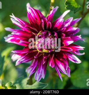 Cactus dahlia, Kaktusdahlia (Dahlia x Hortensis) Foto Stock