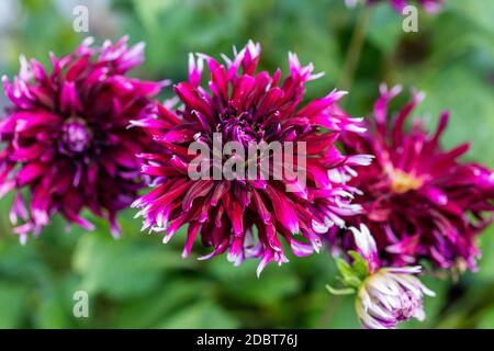 Cactus dahlia, Kaktusdahlia (Dahlia x Hortensis) Foto Stock