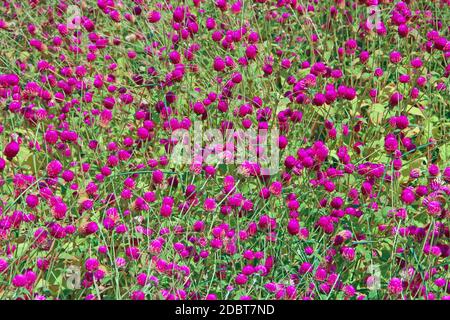 Fiori di trifoglio rosso nel campo estivo. Rosso fiori che sbocciano in prato. Trifogli di rosa sul prato verde. Wild fiori viola. Campo di piante di fioritura Foto Stock