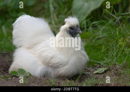 2 - È stato fatto UN bagno di polvere ed è usato da questo pollo di seta di bantam dell'animale domestico in un giardino. Foto Stock