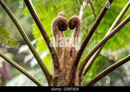 Germogli di foglie di un felce di alberi australiani , Cyatea cooperi Foto Stock