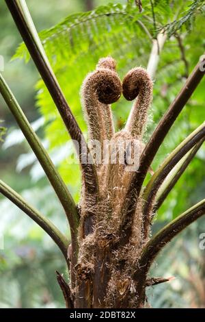 Germogli di foglie di un felce di alberi australiani , Cyatea cooperi Foto Stock