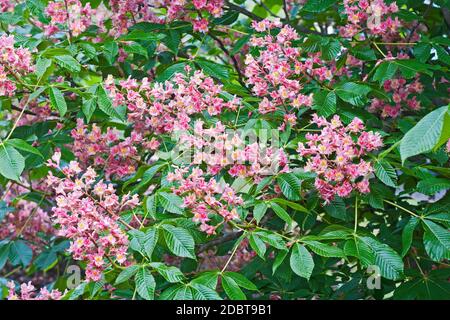 Cavallo-castagno rosso (Aesculus x carnea). Ibrido artificiale tra Aesculua pavia e Aesculus hippocastanum. Foto Stock