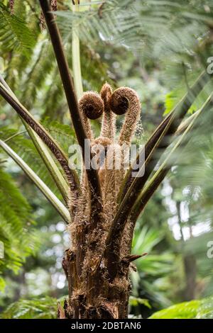 Germogli di foglie di un felce di alberi australiani , Cyatea cooperi Foto Stock