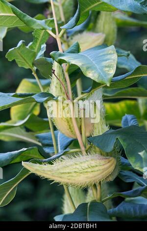 Alghe comuni (Asclepias syriaca). Chiamato Butterfly Flower, Silkweed, Silky Swallow-wort e Virginia Silkweed anche Foto Stock