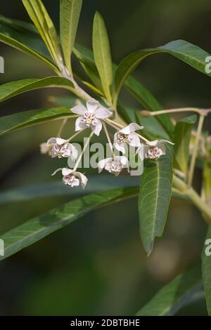 Alloonplant (Gomphocarpus physocarpus). Chiamato Balloon cotone-bush, Bishop's ball, Nailhead e Swan pianta anche Foto Stock