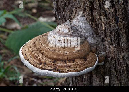 Il fungo della conca dell’artista (Ganoderma applanatum). Chiamata staffa dell'artista e pane dell'orso anche Foto Stock