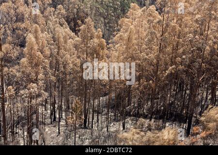 Patrimonio dell'umanità foreste di Madeira terribilmente distrutte dagli incendi nel 2016. Alcuni alberi hanno un'enorme volontà di vita e sono sopravvissuti a questo disastro. Foto Stock