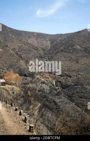 Patrimonio dell'umanità foreste di Madeira terribilmente distrutte dagli incendi nel 2016. Alcuni alberi hanno un'enorme volontà di vita e sono sopravvissuti a questo disastro. Foto Stock