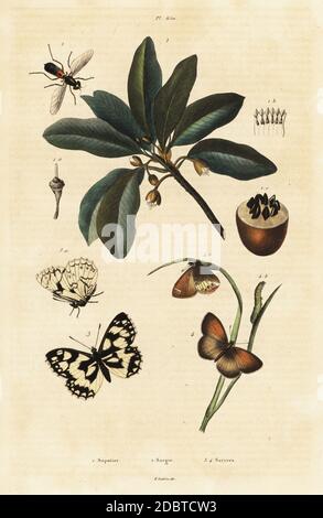 Sapodilla, Manilkara zapota (Achras sapota), centrurione a due punti, Sargus bipunctatus (Sargus reaumurii), bianco marmorizzato o demi-deuil, Melanargia galatea (Satyrus galataea), Coenonympha arcania (Satyrus arcanius). Sapotier, Sargie, Satires. Incisione in acciaio colorato a mano dal Dictionnaire Pittoresque d'Histoire Naturelle di Felix-Edouard Guerin-Meneville, Parigi, 1834-39. Foto Stock