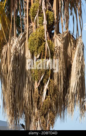 Testa di seme di Bangalow palm, Archontophoenix cunninghamiana Foto Stock