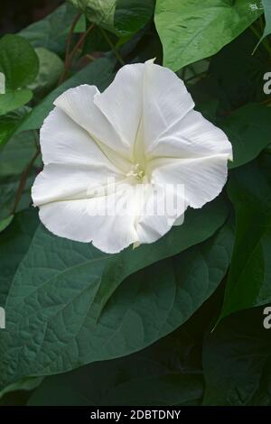 Gloria tropicale bianca mattina (Ipomoea alba). Chiamato anche Moonflower e Moon Vine Foto Stock