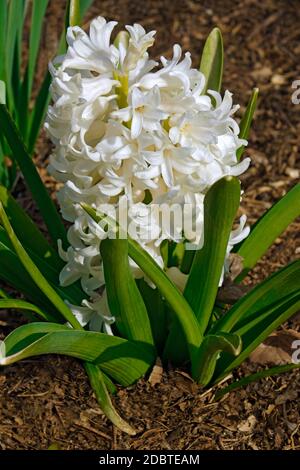 Hyacinthus comune (Hyacinthus orientalis). Chiamato Giardino giacinto e olandese anche giacinto Foto Stock