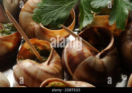 Escargot de Bourgogne con stuzzicadenti Foto Stock