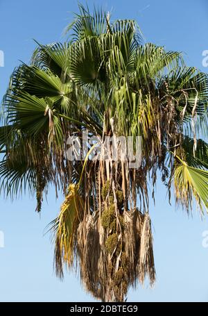 Testa di seme di Bangalow palm, Archontophoenix cunninghamiana Foto Stock