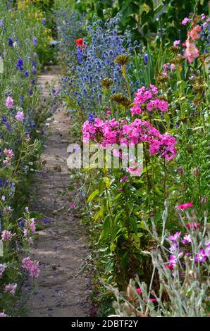 Letto di fiori con fiori diversi Foto Stock