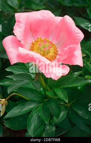 Pony a sorpresa al salmone (sorpresa al salmone Paeonia) Foto Stock