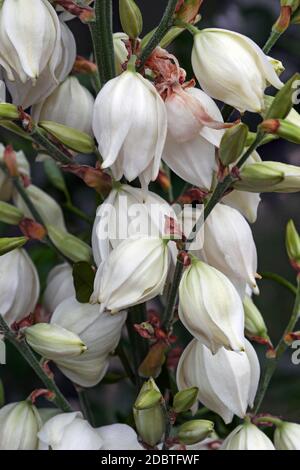 Comune (yucca Yucca filamentosa). Chiamato Adam's ago, Spagnolo a baionetta, Bear-erba, ago-palm, seta-erba e 1 cucchiaio di foglie di yucca anche. Foto Stock