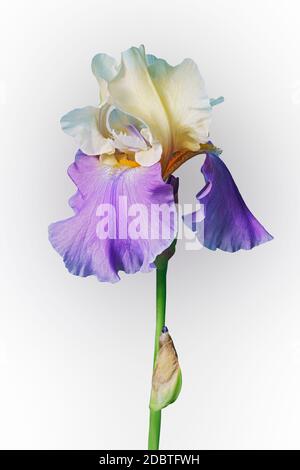 Panama si sollevano Tall Barbuto (iris Iris germanica x Panama Fling Festival). Immagine del fiore isolato su sfondo bianco Foto Stock