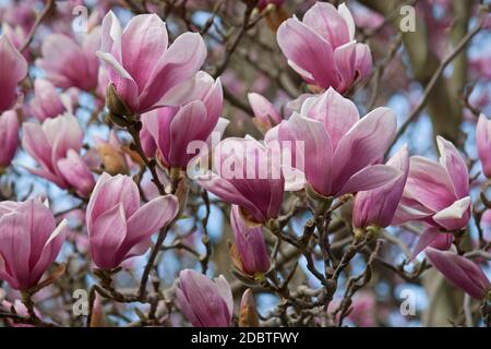 Piattino magnolia (Magnolia x soulangeana). Ibrido tra Magnolia denudata e Magnolia liliiflora. Chiamato anche Magnolia Cinese e Tulip Magnolia Foto Stock