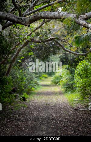 Alberi arti creare tunnel attraverso Everglades sopra Snake Bight Trail Foto Stock