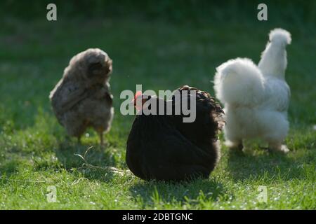 Tre polli di bantam dell'animale domestico, con un piccolo bantam nero del pekin il soggetto principale. La schiena è illuminata dalla luce del sole su un prato verde corto. Foto Stock