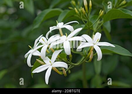 Gelsomino attorcigliato (diasminum tortuosum). Chiamato anche gelsomino africano e gelsomino profumato Foto Stock