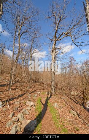 Alberi e Ombre sul sentiero Appalachian a Shenandoah National Parco a Virgina Foto Stock