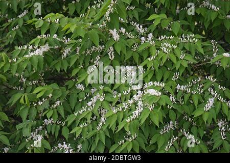 Amur Honeysuckle (Lonicera maackii). Chiamato anche Bush Honeysuckle Foto Stock