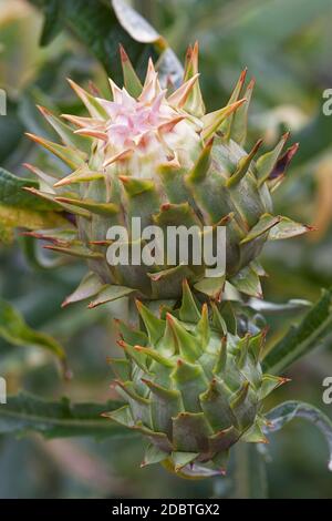 Cardo (Cynara cardunculus). Chiamato anche carciofo, cardone, cardoni, cardunia e cardi Foto Stock