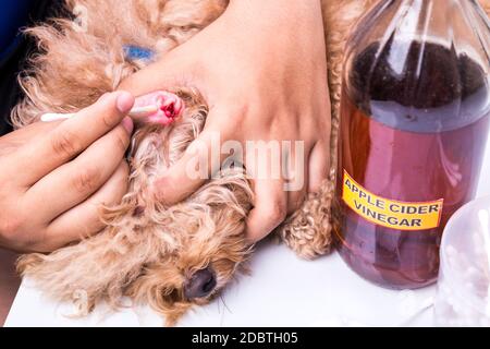 Persona che pulisce l'orecchio infiammato del cane con aceto di sidro di mela Foto Stock