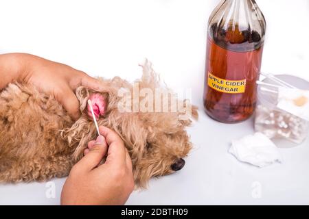 Persona che pulisce l'orecchio infiammato del cane con aceto di sidro di mela Foto Stock