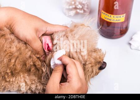 Persona che pulisce l'orecchio infiammato del cane con aceto di sidro di mela Foto Stock
