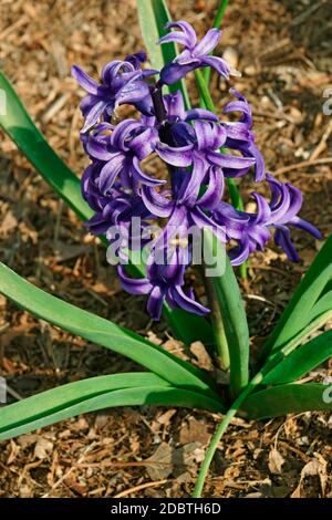 Hyacinthus comune (Hyacinthus orientalis). Chiamato Giardino giacinto e olandese anche giacinto Foto Stock