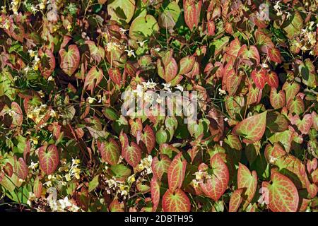 Epimedium delle ali delle fate (Epimedium x versicolor Sulfureum). Su di ibridi tra Epimedium granulorum e Epimedium pinnatum colchicum. Foto Stock