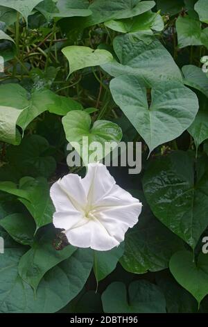 Gloria tropicale bianca mattina (Ipomoea alba). Chiamato anche Moonflower e Moon Vine Foto Stock