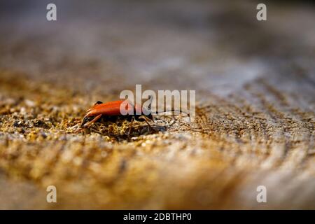 Un Beetle Longhorn o una staffa per collo rossa Foto Stock