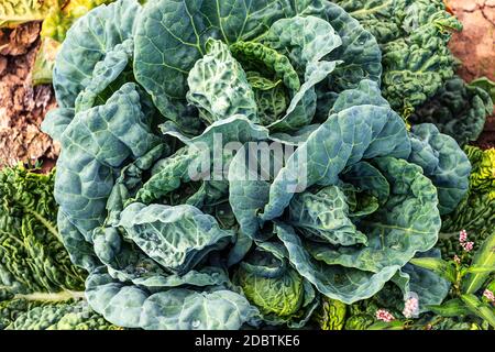 Sfondo vegetale - bella testa di verza verdeggiante e blu che cresce in un campo a metà estate. Foto Stock