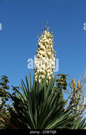 Yucca gloriosa, o pugnale spagnolo, che mostra paniclette di fiori a forma di campana Foto Stock