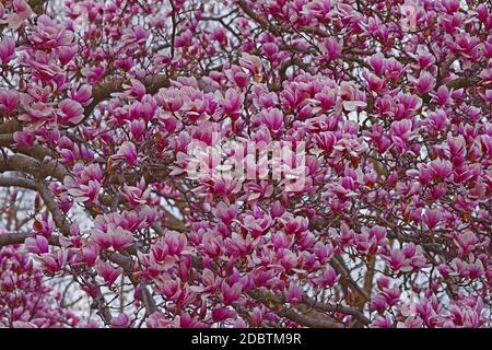 Piattino magnolia (Magnolia x soulangeana). Ibrido tra Magnolia denudata e Magnolia liliiflora. Chiamato anche Magnolia Cinese e Tulip Magnolia. T Foto Stock